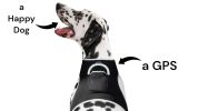 Receive Exact Pet Location w/ Pet Tracker GPS Tracking Dog Collar Tracker Size:M